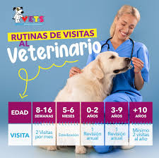 Rutinas: ¿Cuando hay que visitar al veterinario?